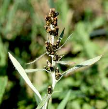 Attēlu rezultāti vaicājumam “Gnaphalium sylvaticum flower”