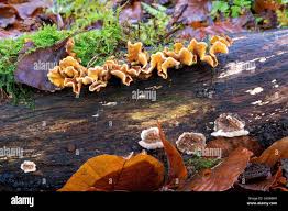 Attēlu rezultāti vaicājumam “Antrodiella semisupina”