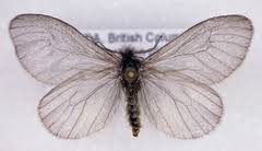 Attēlu rezultāti vaicājumam “Psychidae”