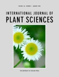 Attēlu rezultāti vaicājumam “Tragopogon heterospermus leaf”