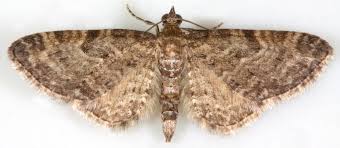 Attēlu rezultāti vaicājumam “Eupithecia tenuiata”