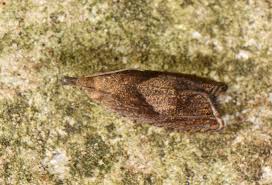 Attēlu rezultāti vaicājumam “Dichrorampha simpliciana”