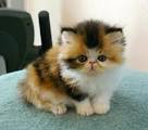 Do you prefer short, medium or long haired cats? - Page 3