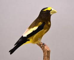 Image result for Hesperiphona vespertina