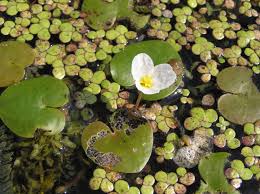 Attēlu rezultāti vaicājumam “Hydrocharis morsus-ranae fruit”