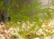 Attēlu rezultāti vaicājumam “Nitella flexilis”