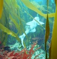 Image result for Cambridge University Skydiving Club