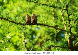 Attēlu rezultāti vaicājumam “Larix decidua var. polonica”