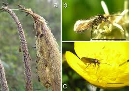Attēlu rezultāti vaicājumam “Micropterigidae”