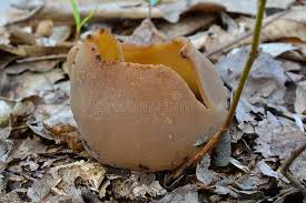 Attēlu rezultāti vaicājumam “Peziza badia”