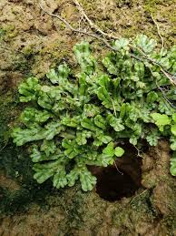 Attēlu rezultāti vaicājumam “Marchantiopsida”