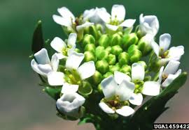 Attēlu rezultāti vaicājumam “Thlaspi arvense”