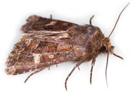 Attēlu rezultāti vaicājumam “Celaena leucostigma”