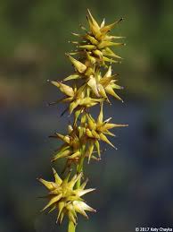 Attēlu rezultāti vaicājumam “Carex echinata”