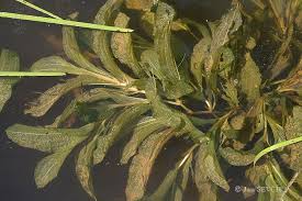 Attēlu rezultāti vaicājumam “Potamogeton lucens”