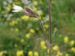 Attēlu rezultāti vaicājumam “Silene latifolia subsp. alba”