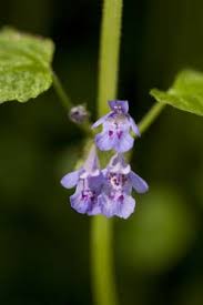 Attēlu rezultāti vaicājumam “Glechoma hederacea flower”