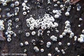 Attēlu rezultāti vaicājumam “Lasiosphaeria ovina”