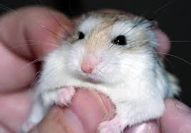 Image result for хомяк
