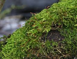Attēlu rezultāti vaicājumam “Leskea polycarpa sporophyte”