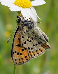 Attēlu rezultāti vaicājumam “Lycaena tityrus female”
