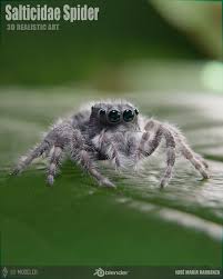 Attēlu rezultāti vaicājumam “Salticidae”