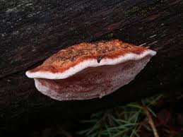 Attēlu rezultāti vaicājumam “Fomitopsis rosea”
