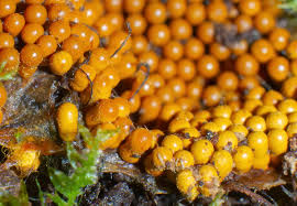 Attēlu rezultāti vaicājumam “Oligonema favogineum”