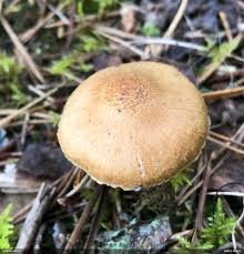 Attēlu rezultāti vaicājumam “Licea testudinacea macro”