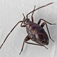 Attēlu rezultāti vaicājumam “Adelphocoris seticornis”