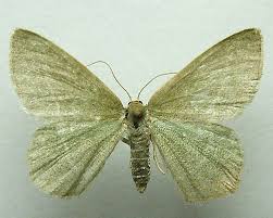 Attēlu rezultāti vaicājumam “Chlorissa viridata”