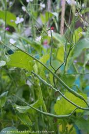 Attēlu rezultāti vaicājumam “Raphanus sativus”