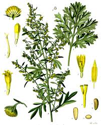 Image result for Artemisia absinthium