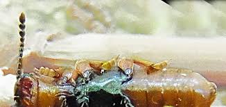 Attēlu rezultāti vaicājumam “Triplax russica”