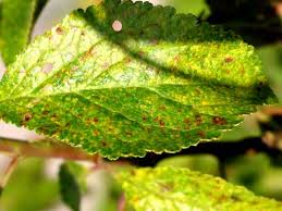 Attēlu rezultāti vaicājumam “Tranzschelia pruni-spinosae”