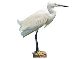 Image result for Egretta garzetta