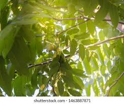 Attēlu rezultāti vaicājumam “Juglans mandshurica leaf”