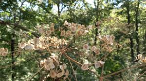 Attēlu rezultāti vaicājumam “Heracleum sphondylium subsp. sibiricum”