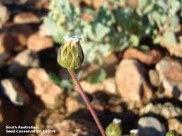 Attēlu rezultāti vaicājumam “Diderma rufostriatum sessile”