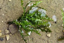 Attēlu rezultāti vaicājumam “Najas major”