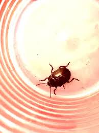 Attēlu rezultāti vaicājumam “Chrysolina staphylaea”