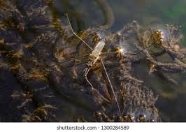 Attēlu rezultāti vaicājumam “Limnoporus rufoscutellatus”