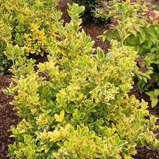 Attēlu rezultāti vaicājumam “Euonymus flower”