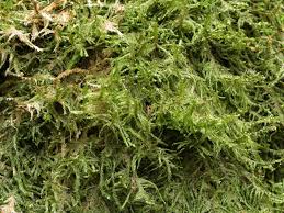 Attēlu rezultāti vaicājumam “Neckera complanata sporophyte”