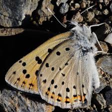 Attēlu rezultāti vaicājumam “Lycaena alciphron male”