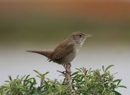 Attēlu rezultāti vaicājumam “Troglodytes troglodytes”
