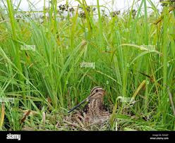 Attēlu rezultāti vaicājumam “Gallinago gallinago nest”