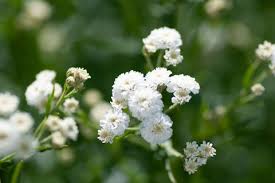 Attēlu rezultāti vaicājumam “Gypsophila paniculata”