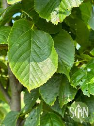 Attēlu rezultāti vaicājumam “Tilia americana”