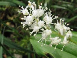 Attēlu rezultāti vaicājumam “Maianthemum bifolium”